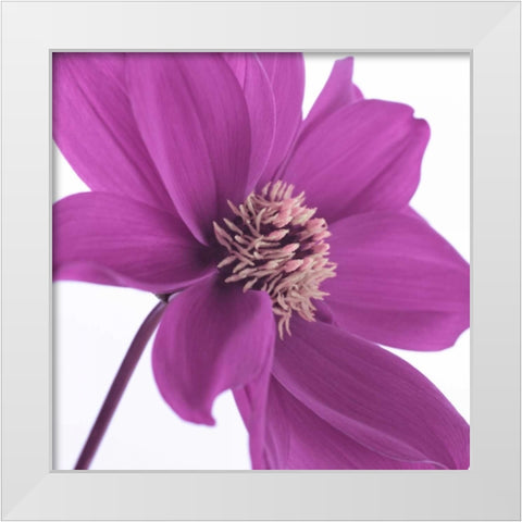 AF20110714 Dahlia 106C16 White Modern Wood Framed Art Print by Frank, Assaf