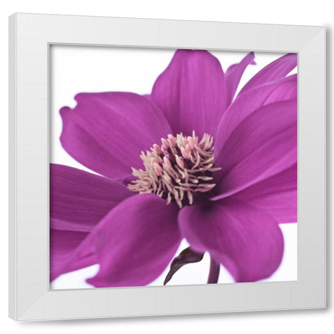 AF20110714 Dahlia 107C16 White Modern Wood Framed Art Print by Frank, Assaf