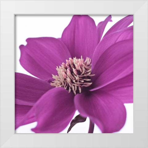 AF20110714 Dahlia 107C16 White Modern Wood Framed Art Print by Frank, Assaf