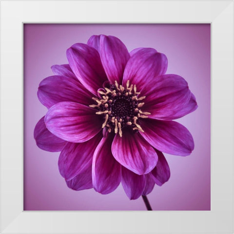 AF20110818 Dahlia 016C13bC01 White Modern Wood Framed Art Print by Frank, Assaf