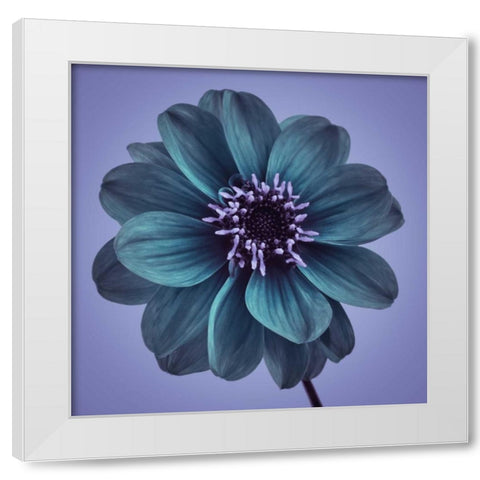 AF20110818 Dahlia 016C19bC01 White Modern Wood Framed Art Print by Frank, Assaf