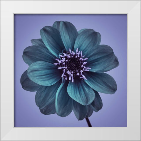 AF20110818 Dahlia 016C19bC01 White Modern Wood Framed Art Print by Frank, Assaf