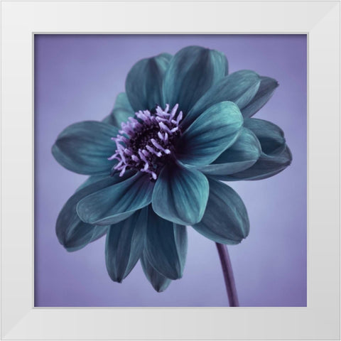 AF20110818 Dahlia 041C14 White Modern Wood Framed Art Print by Frank, Assaf