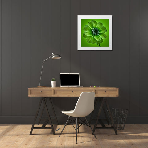 AF20110818 Dahlia 027C04 GreenC01 White Modern Wood Framed Art Print by Frank, Assaf