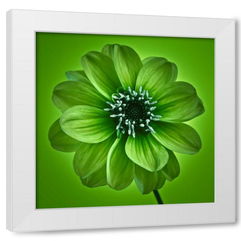 AF20110818 Dahlia 027C04 GreenC01 White Modern Wood Framed Art Print by Frank, Assaf