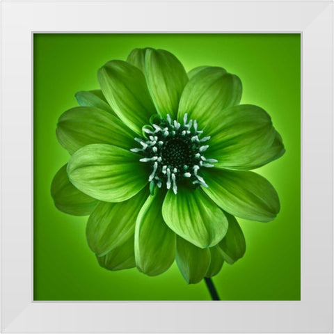 AF20110818 Dahlia 027C04 GreenC01 White Modern Wood Framed Art Print by Frank, Assaf