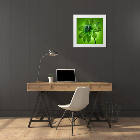 AF20110818 Dahlia 045C04 GreenC01 White Modern Wood Framed Art Print by Frank, Assaf