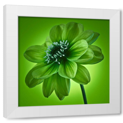 AF20110818 Dahlia 045C04 GreenC01 White Modern Wood Framed Art Print by Frank, Assaf