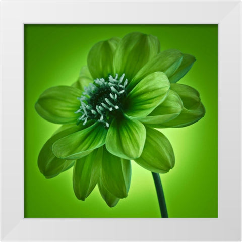 AF20110818 Dahlia 045C04 GreenC01 White Modern Wood Framed Art Print by Frank, Assaf