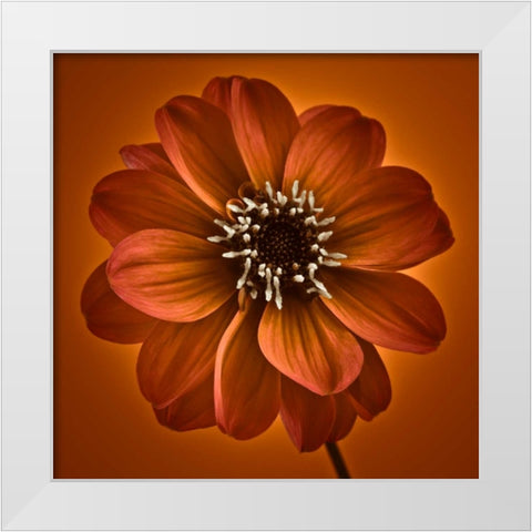 AF20110818 Dahlia 027C10 White Modern Wood Framed Art Print by Frank, Assaf
