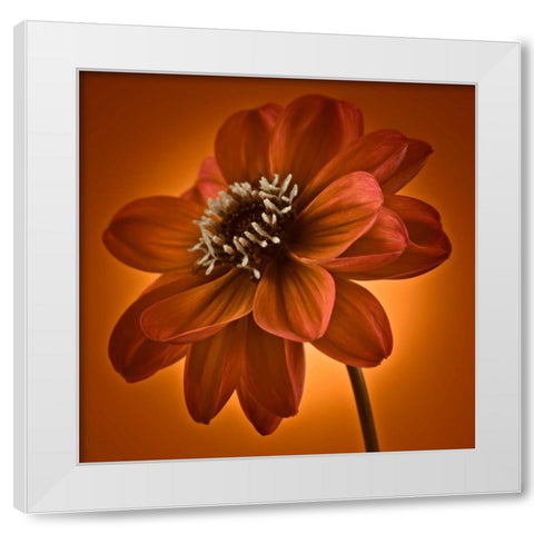 AF20110818 Dahlia 045C10 White Modern Wood Framed Art Print by Frank, Assaf