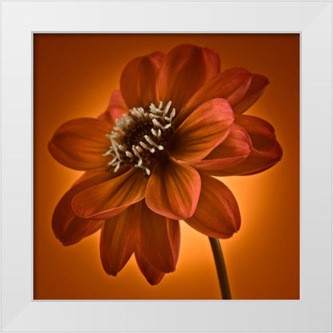 AF20110818 Dahlia 045C10 White Modern Wood Framed Art Print by Frank, Assaf