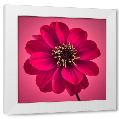 AF20110818 Dahlia 030C11 White Modern Wood Framed Art Print by Frank, Assaf