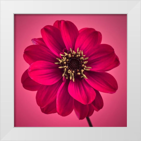 AF20110818 Dahlia 030C11 White Modern Wood Framed Art Print by Frank, Assaf