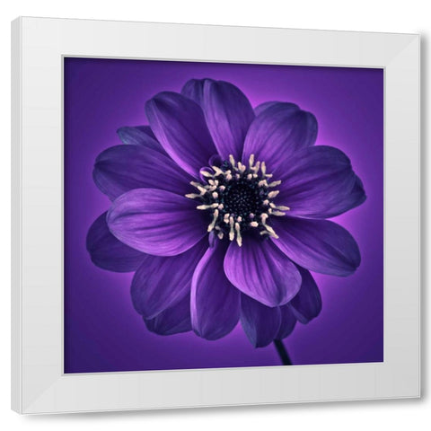 AF20110818 Dahlia 027C11 White Modern Wood Framed Art Print by Frank, Assaf