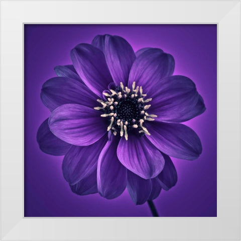 AF20110818 Dahlia 027C11 White Modern Wood Framed Art Print by Frank, Assaf