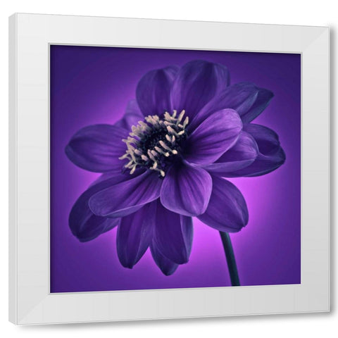 AF20110818 Dahlia 045C11 White Modern Wood Framed Art Print by Frank, Assaf