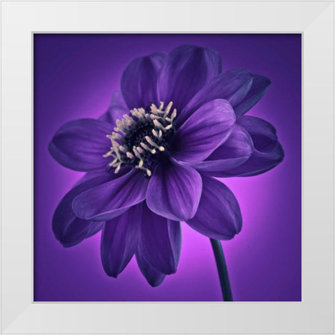 AF20110818 Dahlia 045C11 White Modern Wood Framed Art Print by Frank, Assaf