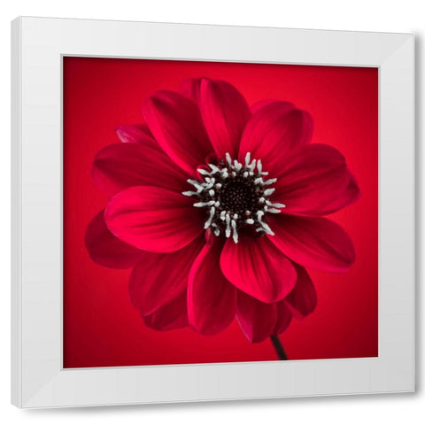 AF20110818 Dahlia 026C10 White Modern Wood Framed Art Print by Frank, Assaf