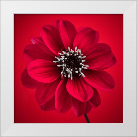 AF20110818 Dahlia 026C10 White Modern Wood Framed Art Print by Frank, Assaf
