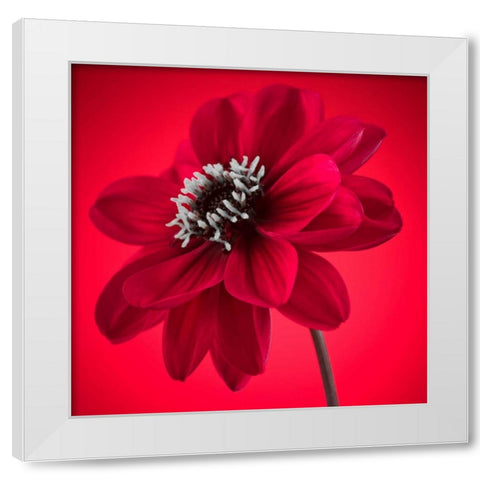 AF20110818 Dahlia 053C10 White Modern Wood Framed Art Print by Frank, Assaf