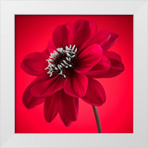 AF20110818 Dahlia 053C10 White Modern Wood Framed Art Print by Frank, Assaf