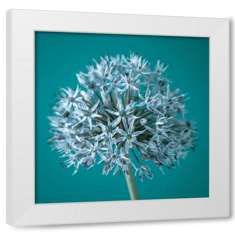 AF20100605 Alliums 151C07 White Modern Wood Framed Art Print by Frank, Assaf