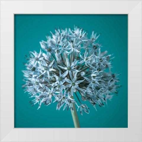 AF20100605 Alliums 151C07 White Modern Wood Framed Art Print by Frank, Assaf