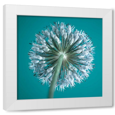 AF20100605 Alliums 167C12 White Modern Wood Framed Art Print by Frank, Assaf