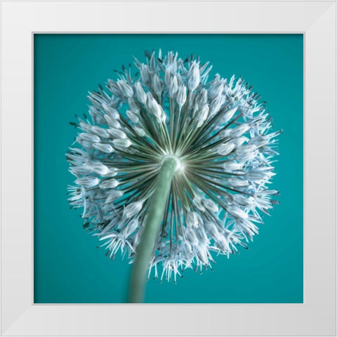 AF20100605 Alliums 167C12 White Modern Wood Framed Art Print by Frank, Assaf