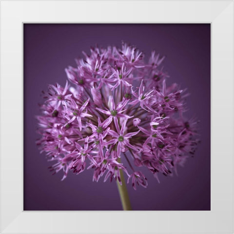 AF20100605 Alliums 151C08 White Modern Wood Framed Art Print by Frank, Assaf
