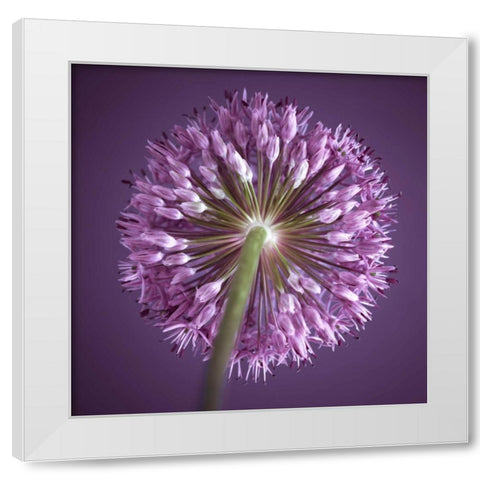 AF20100605 Alliums 167C13 White Modern Wood Framed Art Print by Frank, Assaf