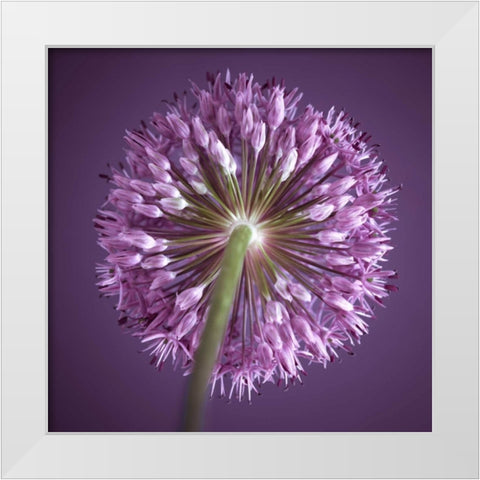 AF20100605 Alliums 167C13 White Modern Wood Framed Art Print by Frank, Assaf