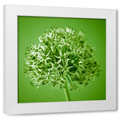 AF20100605 Alliums 151C09 White Modern Wood Framed Art Print by Frank, Assaf