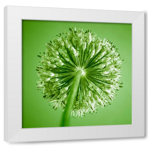AF20100605 Alliums 167C14 White Modern Wood Framed Art Print by Frank, Assaf