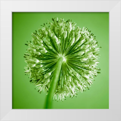 AF20100605 Alliums 167C14 White Modern Wood Framed Art Print by Frank, Assaf