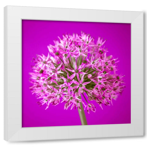 AF20100605 Alliums 151C10 White Modern Wood Framed Art Print by Frank, Assaf