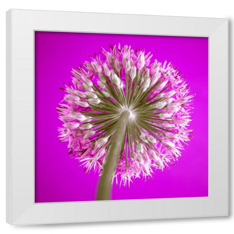 AF20100605 Alliums 167C15 White Modern Wood Framed Art Print by Frank, Assaf