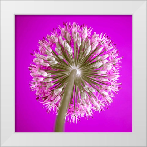 AF20100605 Alliums 167C15 White Modern Wood Framed Art Print by Frank, Assaf