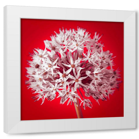 AF20100605 Alliums 157 RedC03 White Modern Wood Framed Art Print by Frank, Assaf