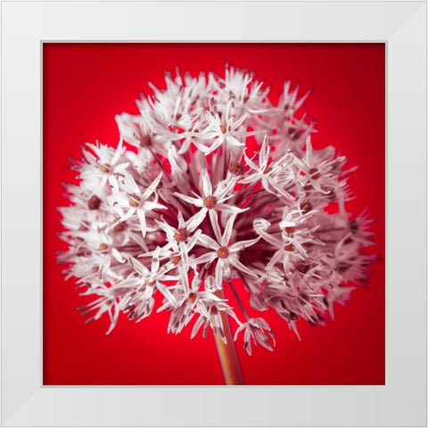 AF20100605 Alliums 157 RedC03 White Modern Wood Framed Art Print by Frank, Assaf
