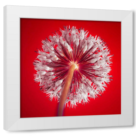 AF20100605 Alliums 167 RedC03 White Modern Wood Framed Art Print by Frank, Assaf
