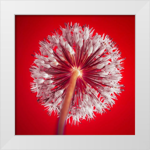 AF20100605 Alliums 167 RedC03 White Modern Wood Framed Art Print by Frank, Assaf