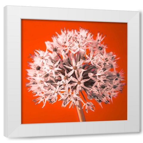 AF20100605 Alliums 157 RedC04 White Modern Wood Framed Art Print by Frank, Assaf