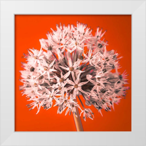 AF20100605 Alliums 157 RedC04 White Modern Wood Framed Art Print by Frank, Assaf