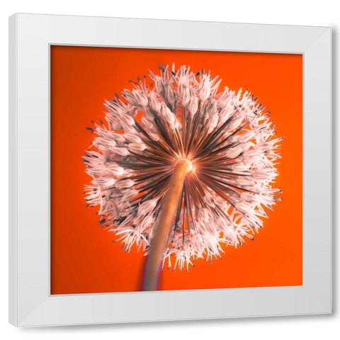 AF20100605 Alliums 167 RedC04 White Modern Wood Framed Art Print by Frank, Assaf