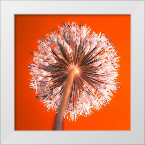 AF20100605 Alliums 167 RedC04 White Modern Wood Framed Art Print by Frank, Assaf