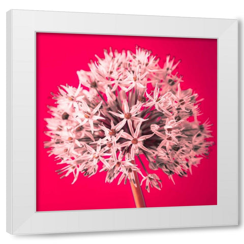 AF20100605 Alliums 157 RedC05 White Modern Wood Framed Art Print by Frank, Assaf