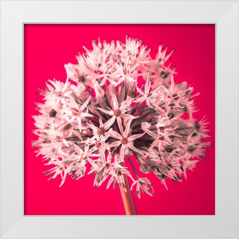 AF20100605 Alliums 157 RedC05 White Modern Wood Framed Art Print by Frank, Assaf