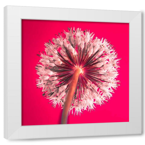 AF20100605 Alliums 167 RedC05 White Modern Wood Framed Art Print by Frank, Assaf